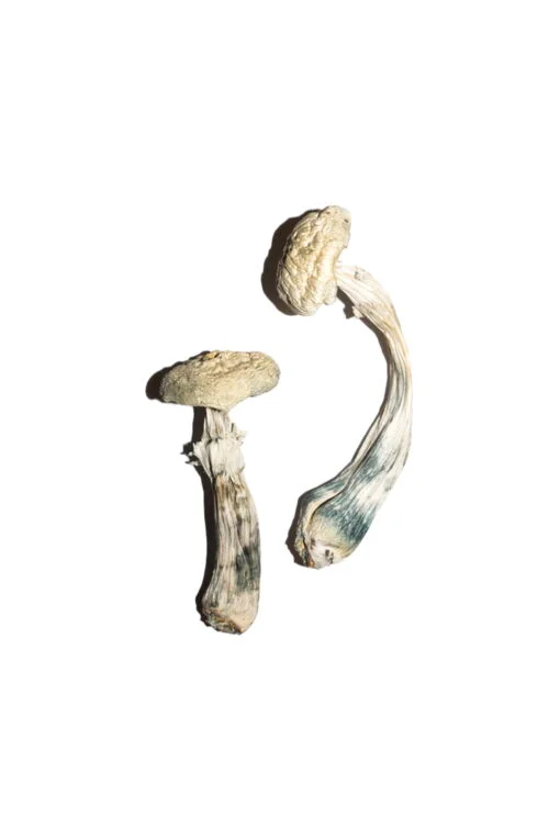 Averys-Albino-Magic-Mushrooms-510x765-1