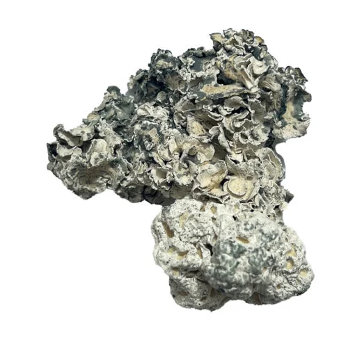 Enigma-Magic-Shrooms-Strain-510x489-1