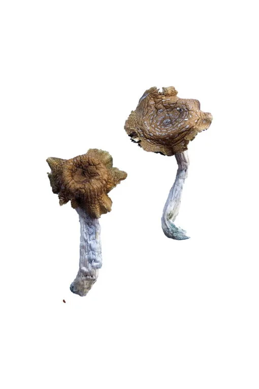 Florida-White-F-Magic-Mushrooms-510x765-1