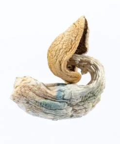 MUSHROOM-05-min-247x296-1-1