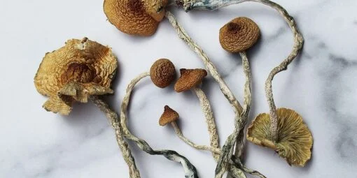 Mazatapec-Mushrooms-510x255-1