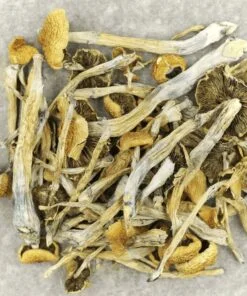 BUY TRINITY MAGIC MUSHROOM - Image 2