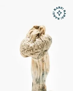 Origin-NewSrare10-768x960-1-240x300-1