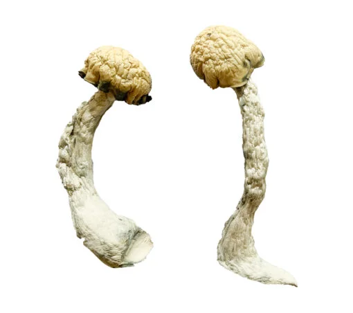 Trinity-Magic-Mushrooms-Strain-510x452-1