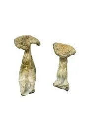 BUY WHITE BURMA MAGIC MUSHROOMS - Image 2