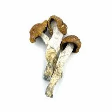 BUY F+ MAGIC MUSHROOM - Image 2