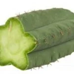 San Pedro Powder - Image 2