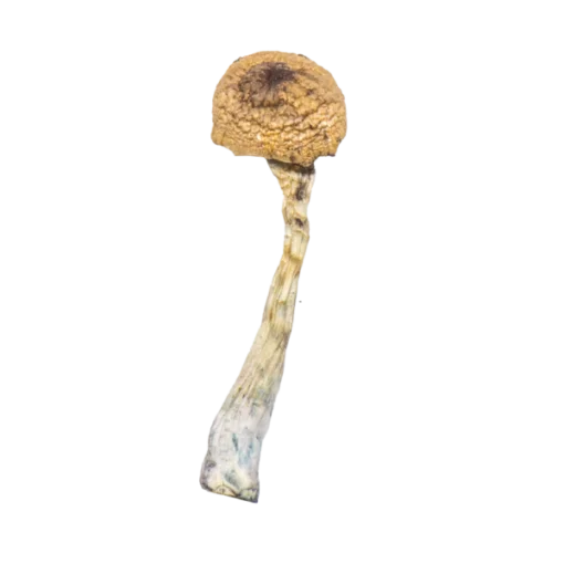 texas-yellow-cap-buymush-shroom5-600x600-1-510x510-1