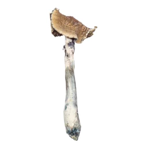 tri-coloured-buymush-shroom-3-600x600-1-510x510-1